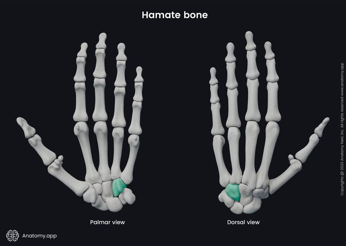 Upper limb, Upper extremity, Skeletal system, Hand bones, Carpals, Carpal bones, Hamate, Human hand, Human skeleton, Bones of hand, Palmar view, Dorsal view