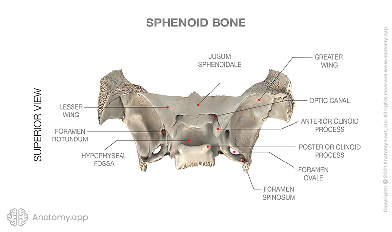 Sphenoid bone, anatomical landmarks, superior view