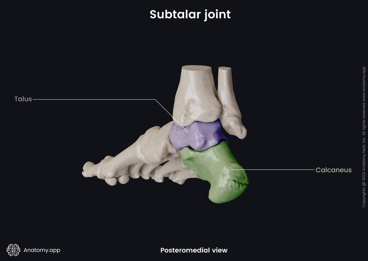 Subtalar joint, Tarsals, Tarsals colored, Talus, Calcaneus, Human foot, Foot skeleton, Foot bones, Posteromedial view