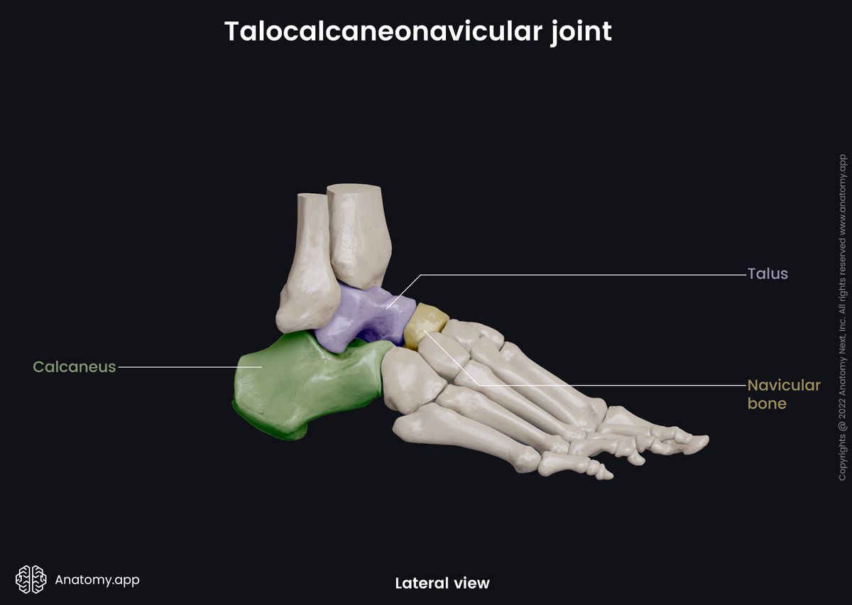 Talocalcaneonavicular joint, Tarsals, Tarsals colored, Human foot, Foot skeleton, Lateral view