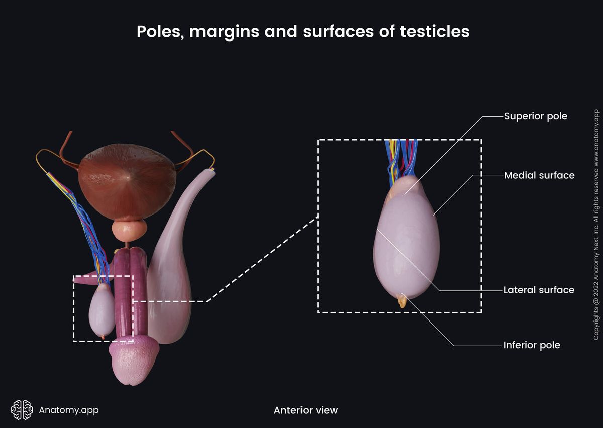 Male reproductive system, Testicles, Epididymis, Poles, Margins, Surfaces, Anterior view