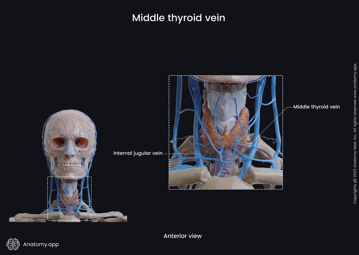 Veins of the head and neck, Superficial veins of the neck, Thyroid veins, Middle thyroid vein, Thyroid gland, Thyroid plexus, Tributaries of middle thyroid vein, Anterior view