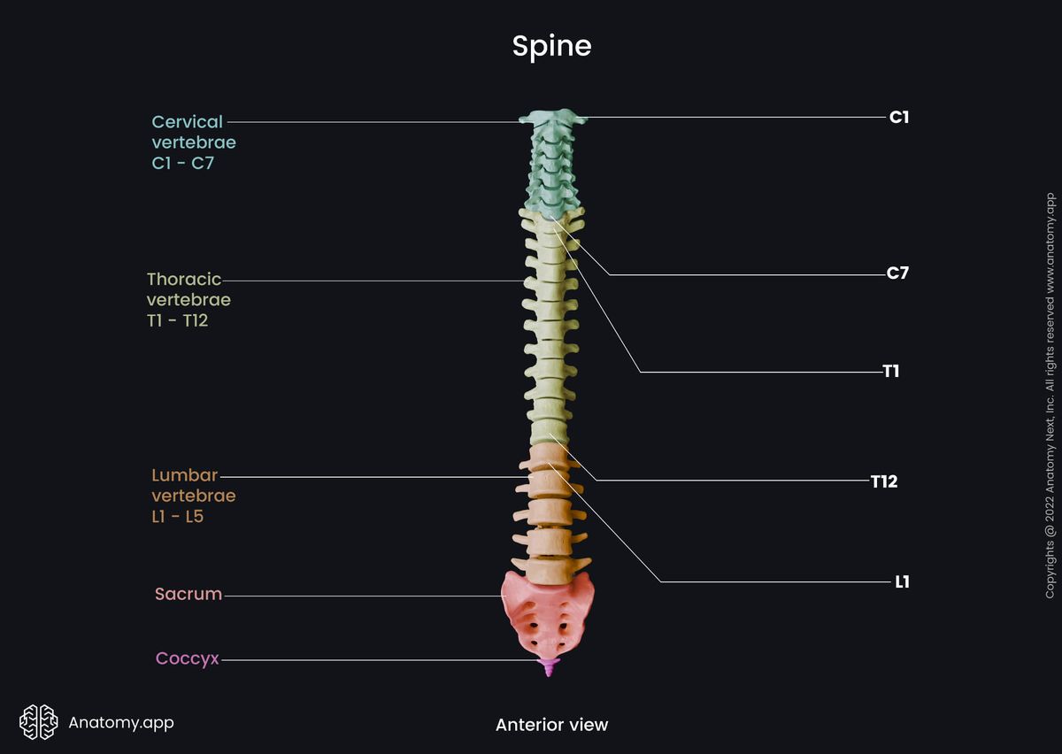 Spine, Vertebral column, Parts of spine, Cervical spine, Atlas, Axis, Thoracic spine, Lumbar spine, Sacrum, Coccyx, Vertebrae, Cervical vertebrae, Thoracic vertebrae, Lumbar vertebrae, Skeleton of trunk, Anterior view, Human skeleton
