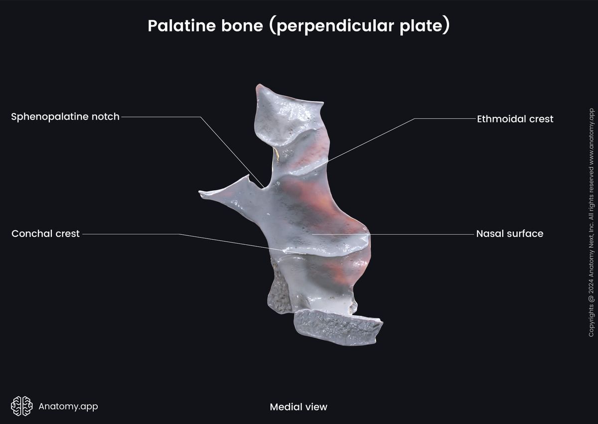 Head and neck, Skull, Viscerocranium, Facial skeleton, Palatine bone, Perpendicular plate of palatine bone, Landmarks of palatine bone, Medial view