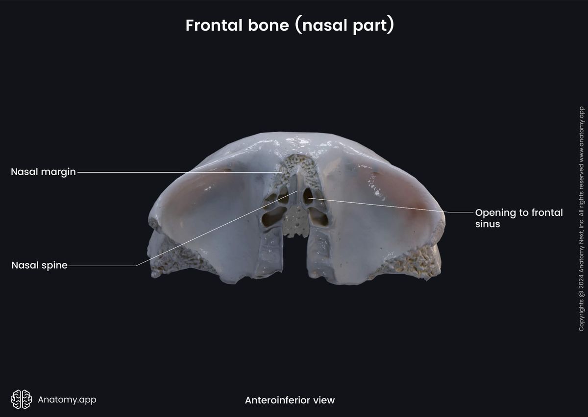 Head and neck, Skull, Cranium, Cranial bones, Neurocranium, Frontal bone, Landmarks, External surface, Nasal part, Anteroinferior view