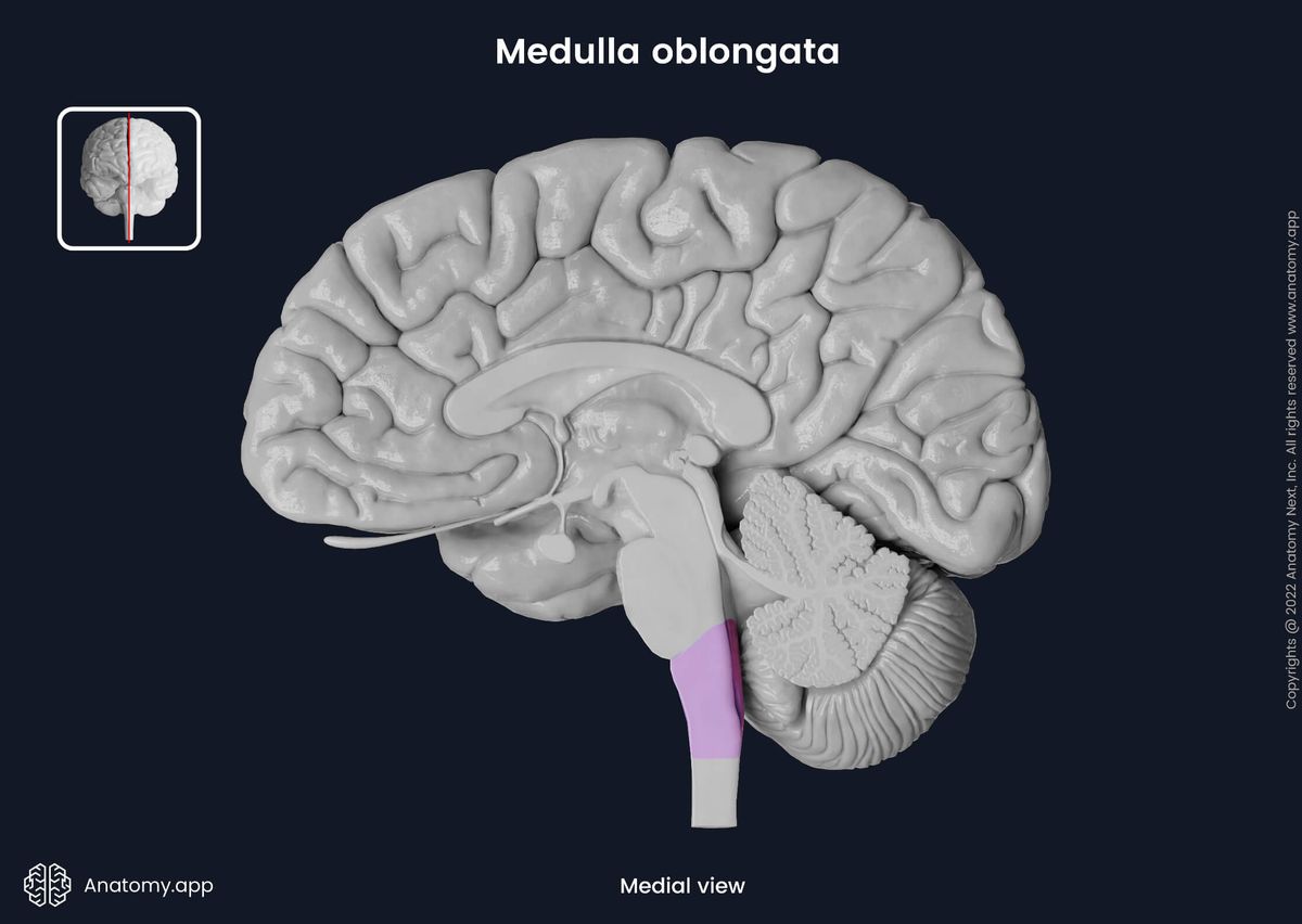 Brain, Sagittal section, Medial view, Brainstem, Medulla oblongata, Colored medulla oblongata