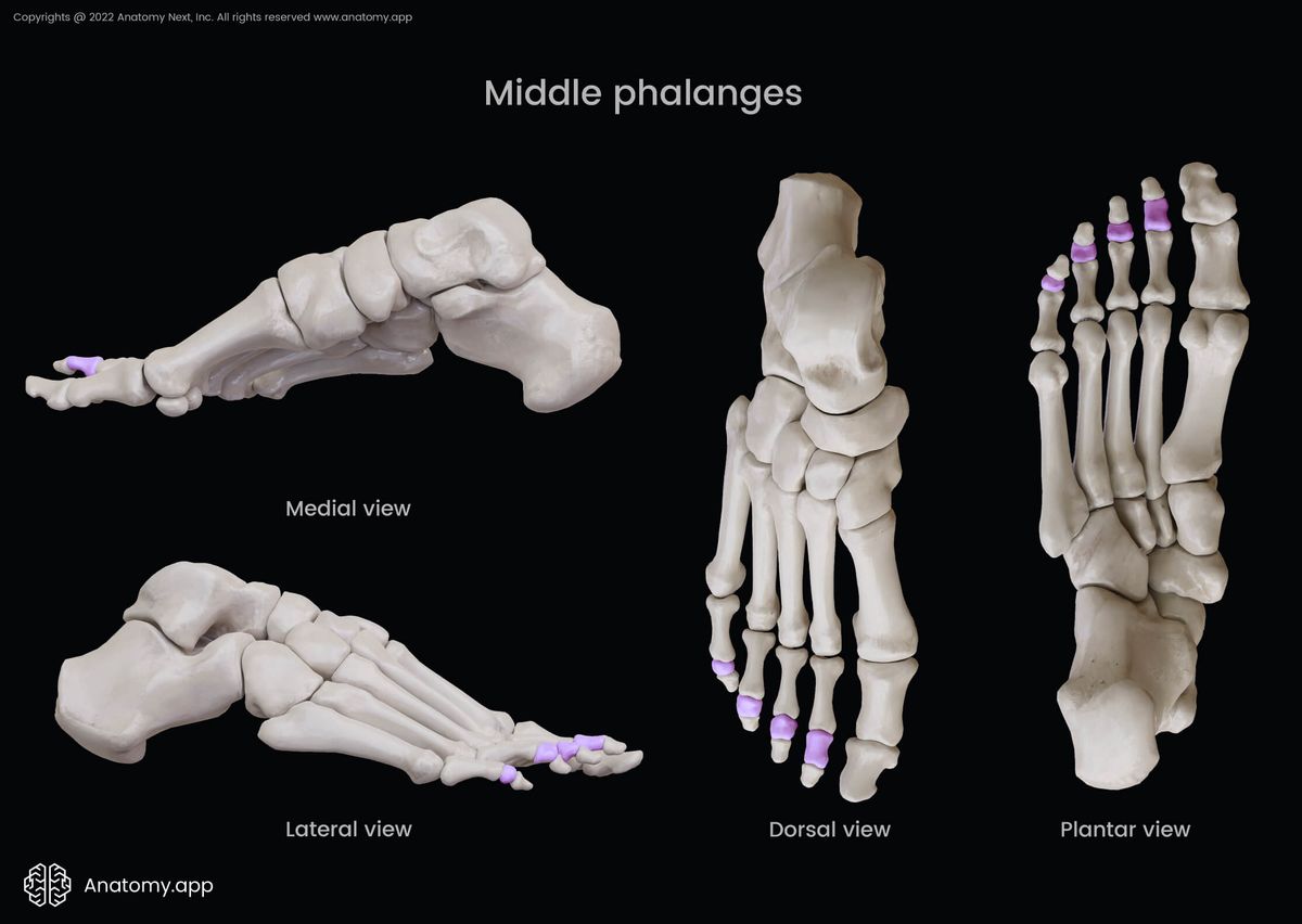 Middle phalanges, Phalanges of foot, Phalanges, Bones of foot, Human foot, Skeleton of lower limb