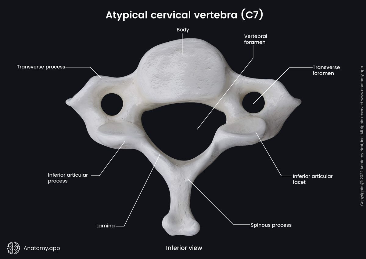Spine, Vertebral column, Cervical vertebrae, Atypical cervical vertebrae, Seventh cervical vertebra, C7, Vertebra prominens, Landmarks, Inferior view