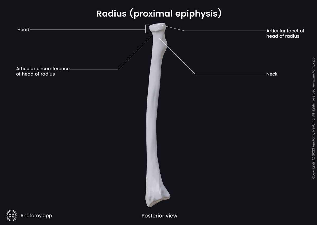 Human skeleton, Skeleton of upper limb, Upper limb bones, Upper extremity, Radius, Proximal epiphysis, Posterior view, Landmarks, Skeleton of forearm, Forearm bones, Human arm