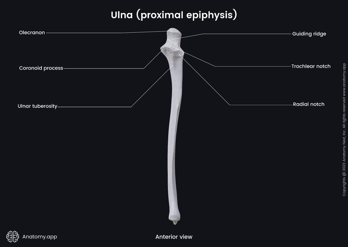 Ulna, Landmarks, Proximal epiphysis, Forearm bones, Skeleton of forearm, Human skeleton, Upper extremity, Skeleton of upper extremity, Anterior view