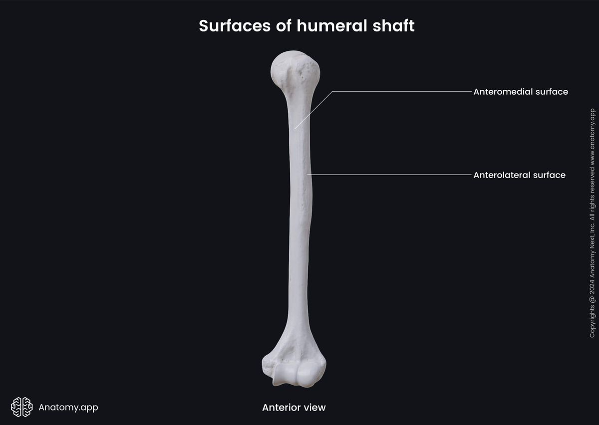 Human skeleton, Bones of upper extremity, Skeleton of upper limb, Upper arm, Humerus, Surfaces, Anterior view