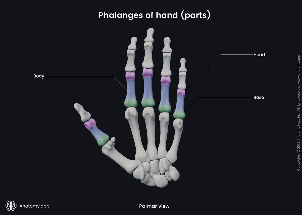 Upper limb, Bones of hand, Hand bones, Phalanges, Proximal phalanges, Intermediate phalanges, Distal phalanges, Parts, Heads, Bodies, Bases, Human hand, Human skeleton, Palmar view