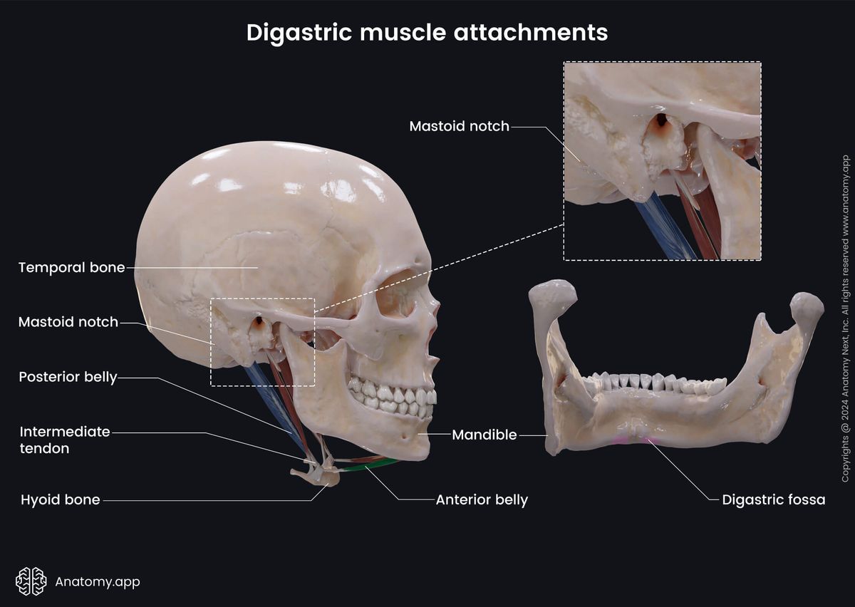 Muscular system, Neck muscles, Suprahyoid muscles, Stylohyoid, Stylohyoid muscle, Anterior neck muscles, Head and neck muscles, Origin, Insertion
