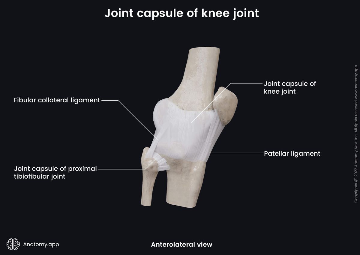 Knee joint, Joint capsule, Extracapsular ligaments, Femur, Tibia, Fibula, Patella, Anterolateral view