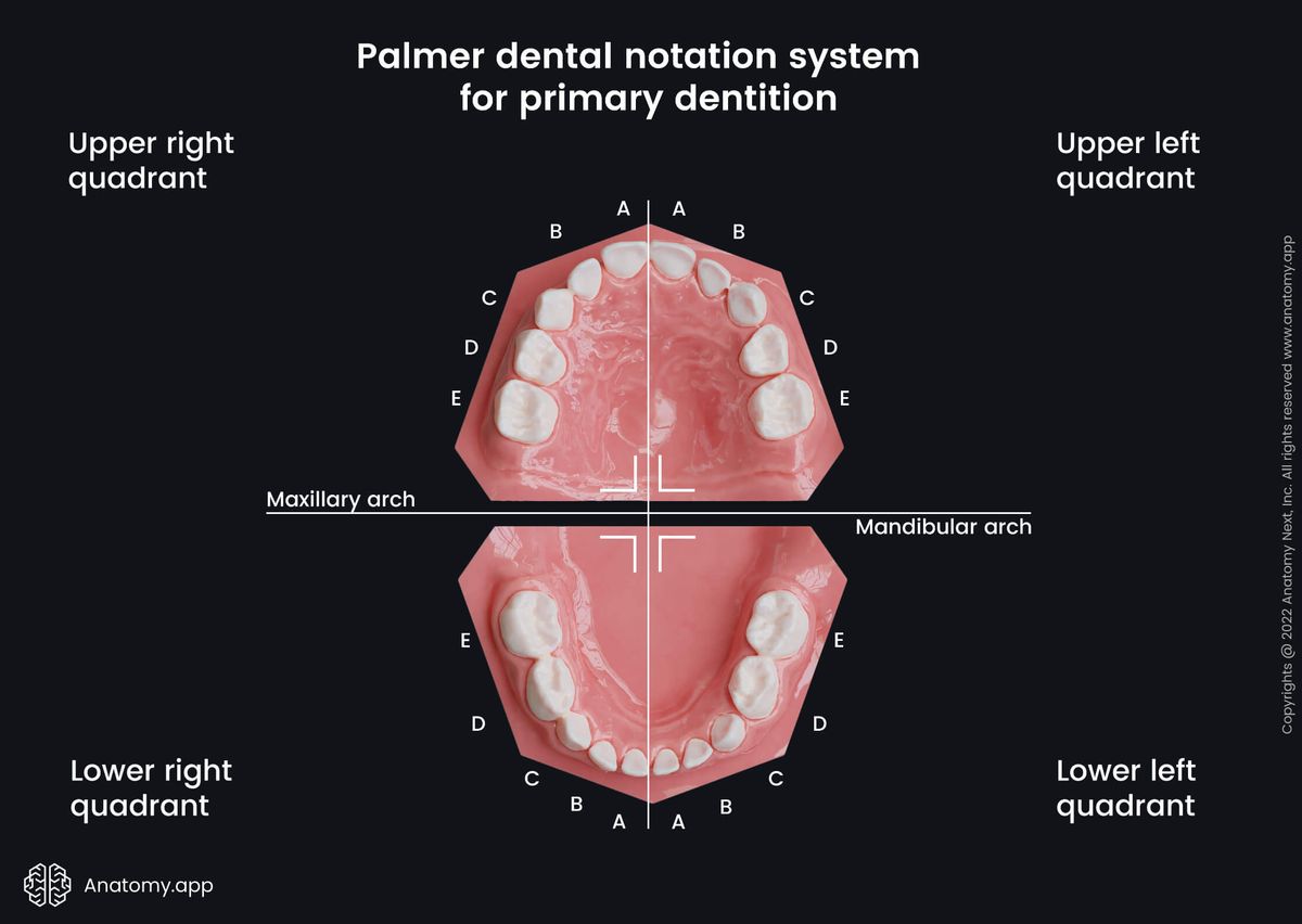 Dental notation systems, Palmer system, Teeth, Palate, Teeth numbering, Maxillary arch, Mandibular arch, Primary teeth, Milk teeth, Deciduous teeth