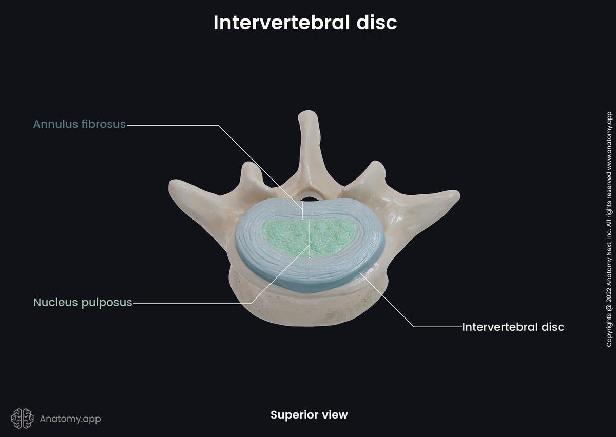 Intervertebral discs, Spine, Lumbar spine, Vertebrae, Vertebra and intervertebral disc, Superior view, Parts of intervertebral disc, Annulus fibrosus, Nucleus pulposus