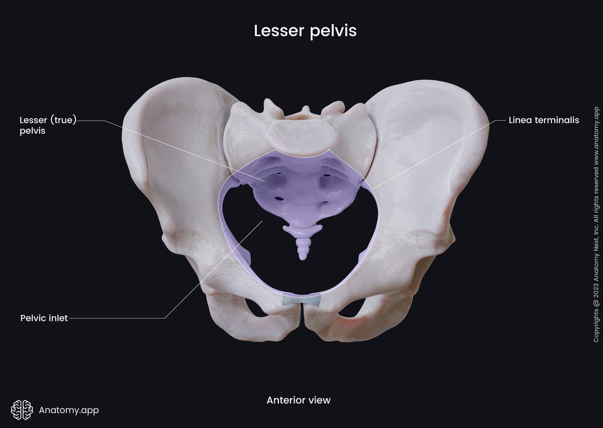 Pelvis, Lesser pelvis, True pelvis, Linea terminalis, Pelvic inlet, Anterior view