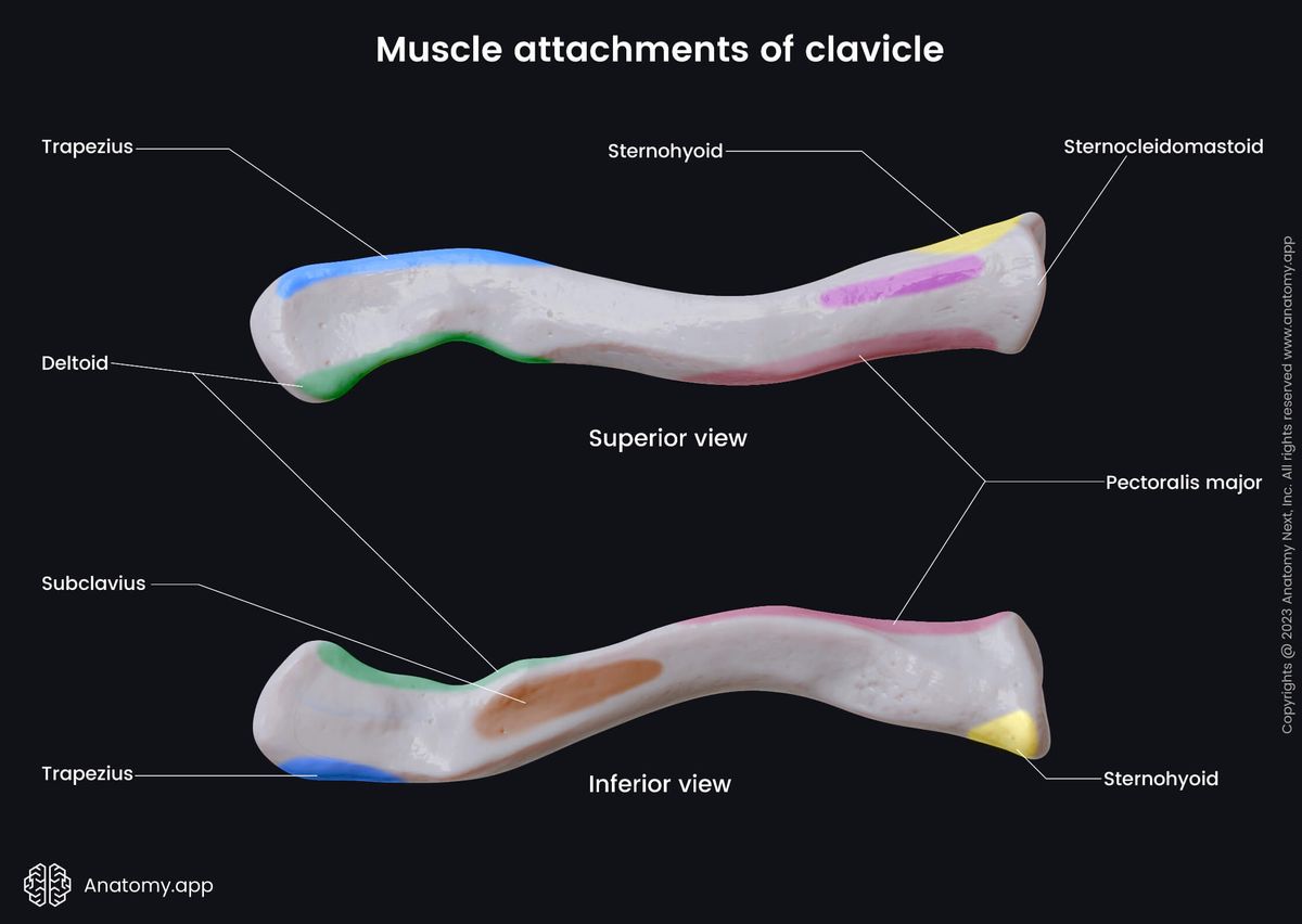 Clavicle and Scapula Quiz (Anatomy)