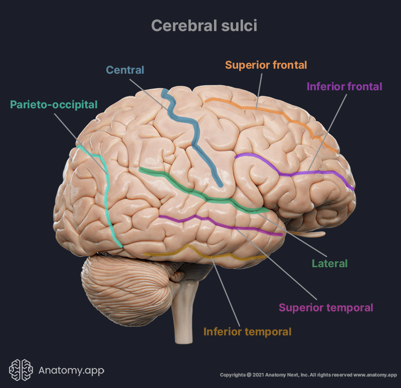 sulci of brain, cerebral sulci, superior frontal sulcus, inferior frontal sulcus, central sulcus, parieto-occipital sulcus, lateral sulcus, temporal sulcus
