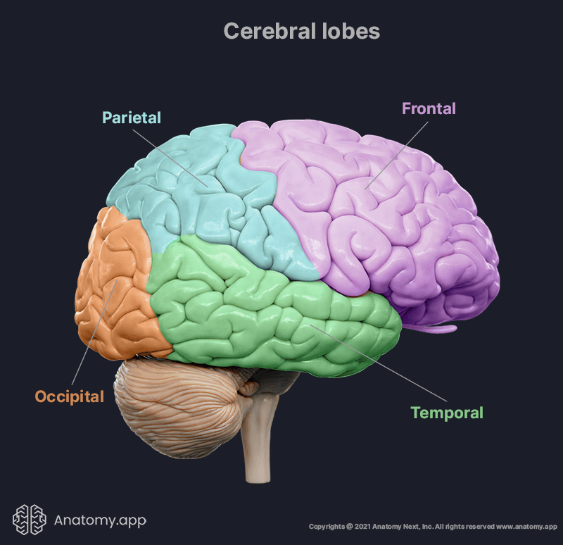 cerebral lobes, frontal lobe, parietal lobe, occipital lobe, parietal lobe, anatomy of cerebrum, cerebrum anatomy