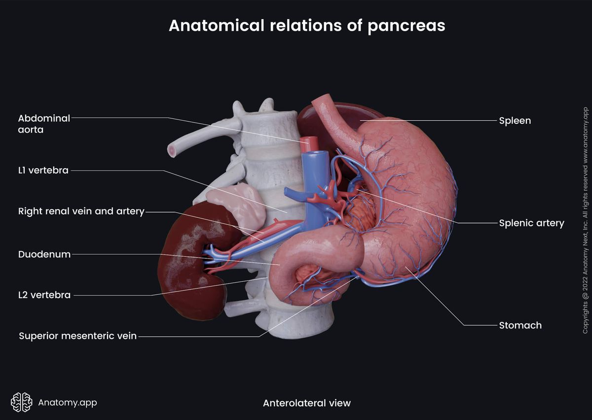 Abdomen, Digestive system, Gastrointestinal tract, Pancreas, Relations, Stomach, Duodenum, Spleen, Kidneys, Anterolateral view