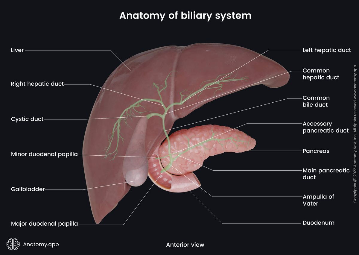 Gastrointestinal system, Accessory organ of gastrointestinal tract, Liver, Gallbladder, Duodenum, Pancreas, Biliary tree, Biliary system, Bile ducts, Extrahepatic, Intrahepatic, Anterior view