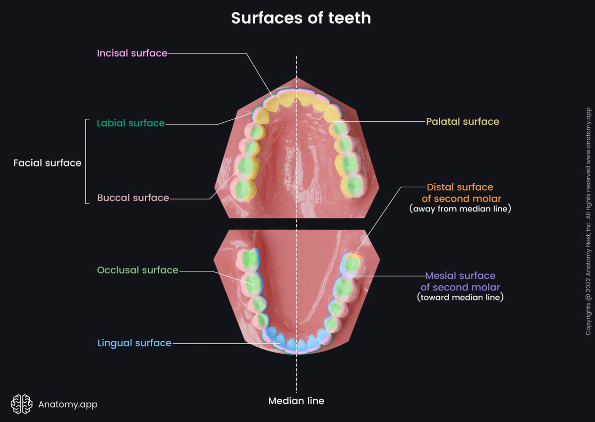 Teeth, Maxillary teeth, Mandibular teeth, Median line of jaws, Occlusal surface, Lingual surface, Mesial surface, Distal surface, Incisal surface, Palatal surface, Buccal surface, Labial surface, Facial surface, Jaws open