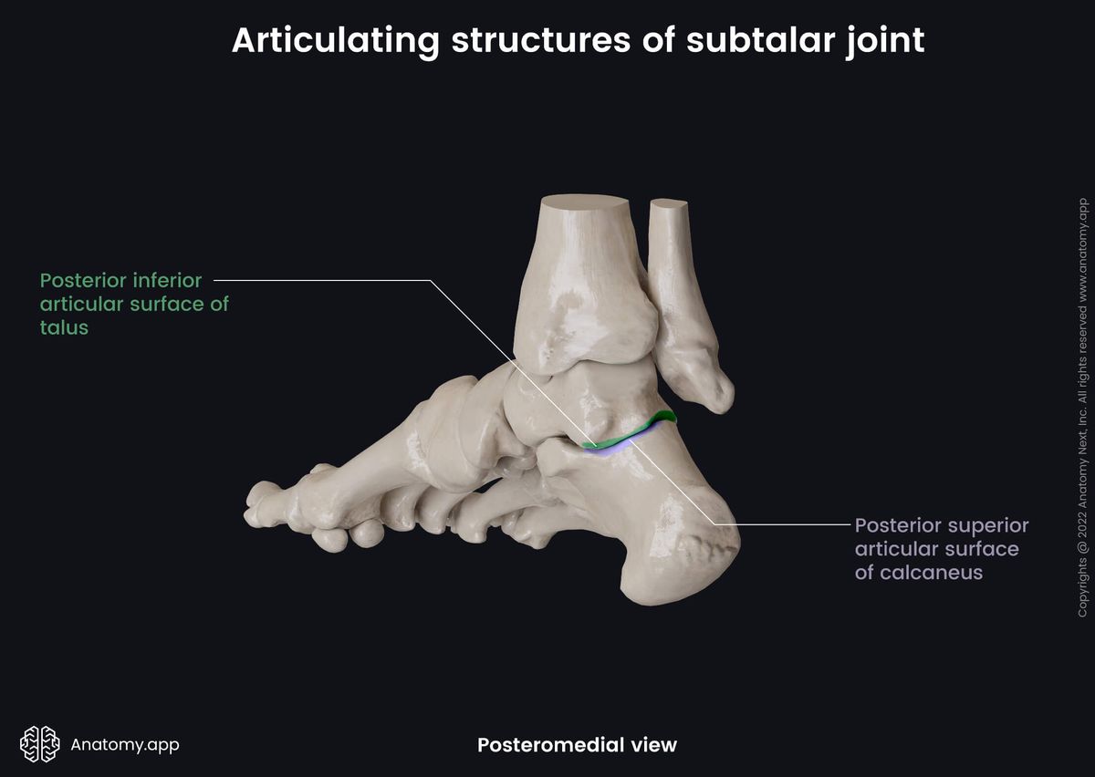 Subtalar joint, Tarsals, Articulating structures, Talus, Calcaneus, Human foot, Foot skeleton, Foot bones, Posteromedial view