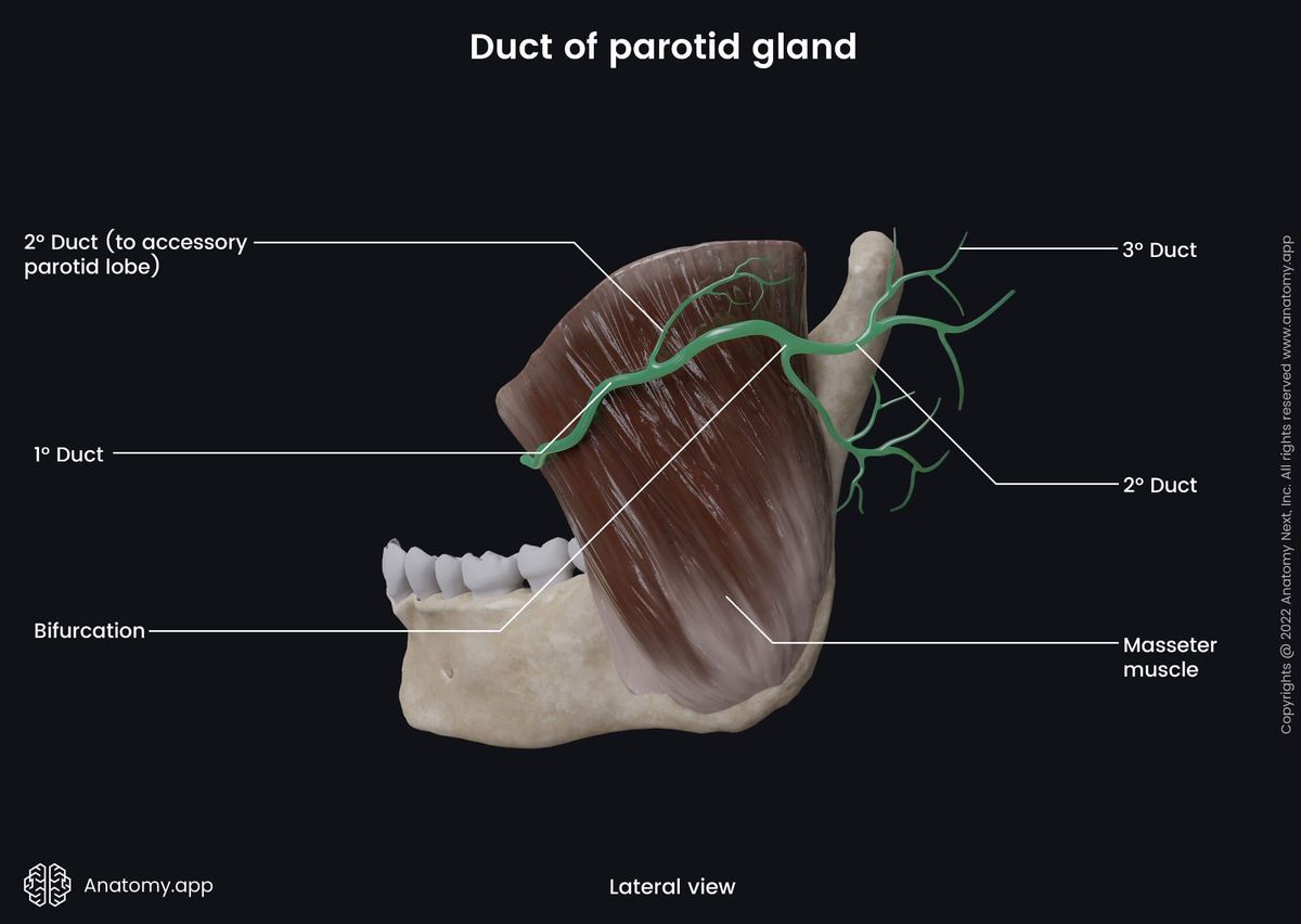 Salivary glands, Parotid gland, Accessory parotid gland, Parotid duct, Stensen's duct, Mandible, Lower jaw