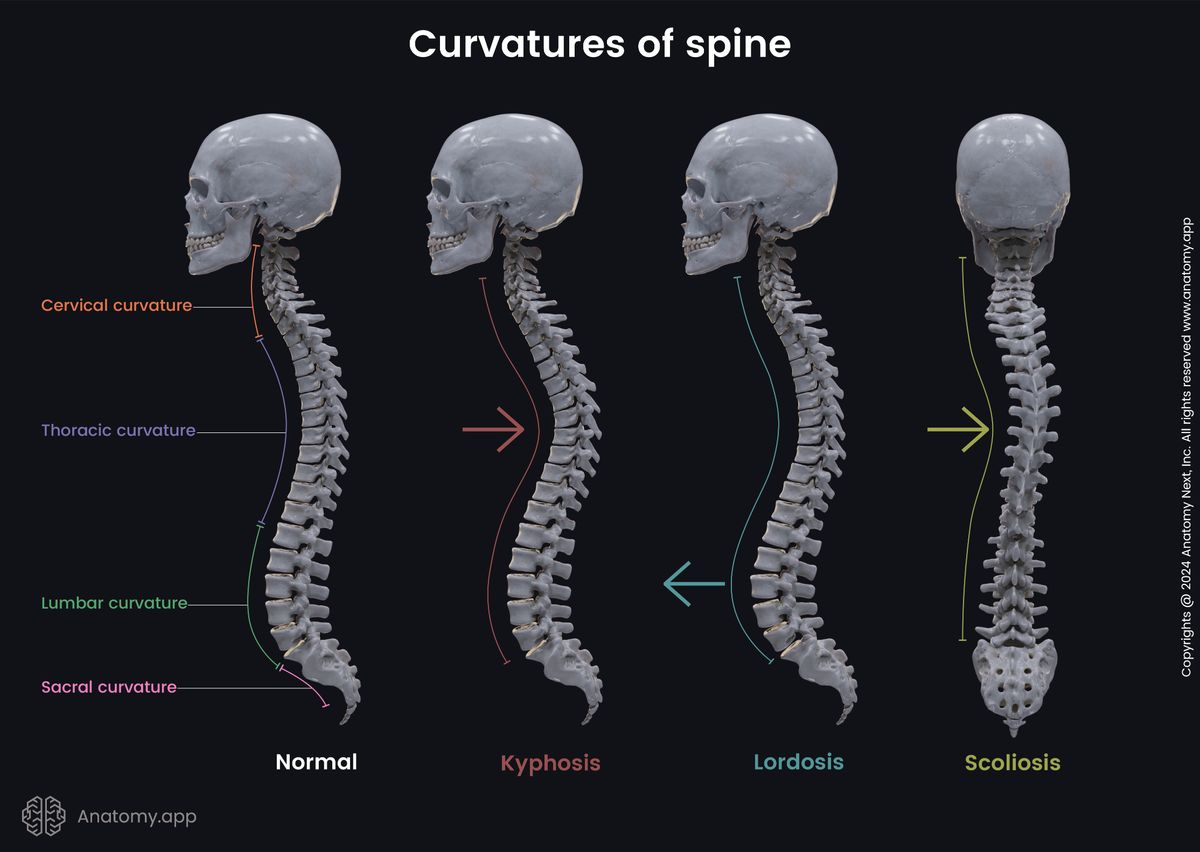 Human skeleton, Skeletal system, Spine, Curvatures of spine, Cervical curvature, Thoracic curvature, Lumbar curvature, Sacral curvature, Scoliosis, Kyphosis, Lordosis, Lateral view