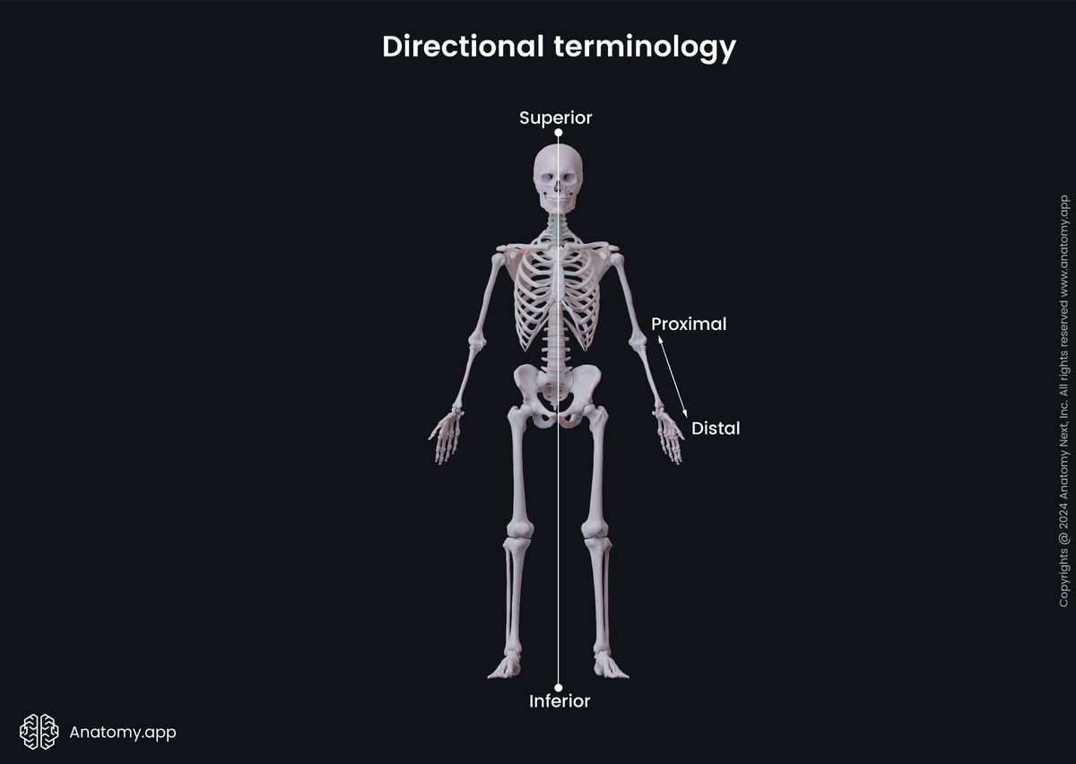 Anatomical terminology, Human skeleton, Superior, Inferior, Proximal, Distal