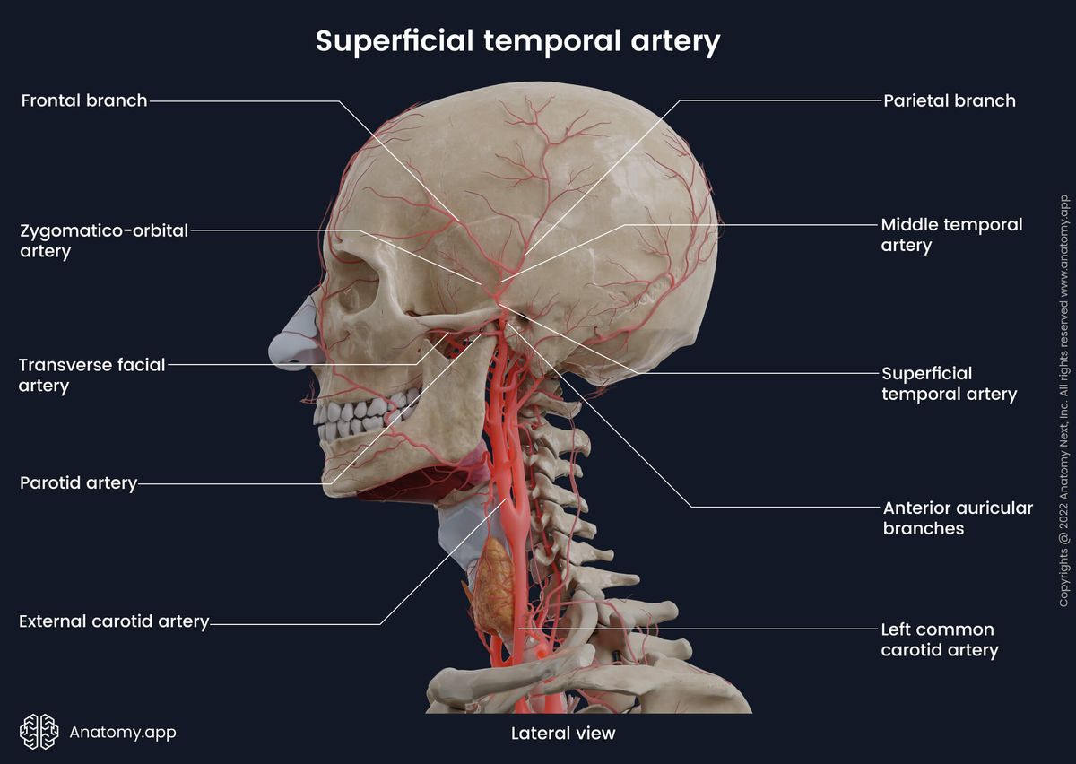 Superficial temporal artery and its branches, External carotid artery, Skull, Human head, Lateral view