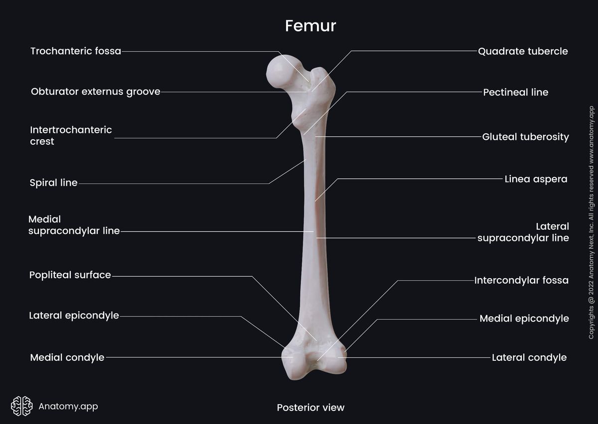 Femur, Thigh bone, Landmarks of femur, Skeleton of lower limb, Human thigh, Posterior view of femur, Human skeleton