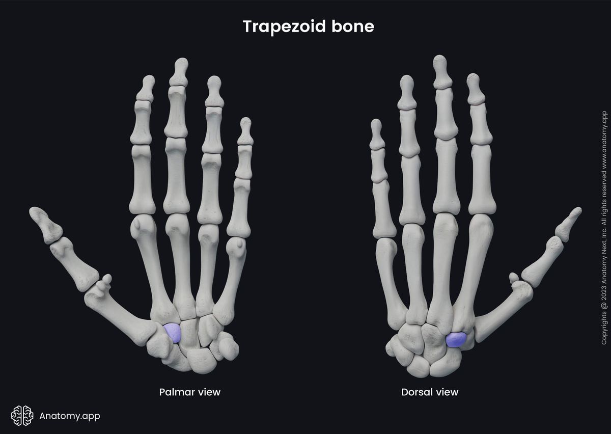 Upper limb, Upper extremity, Skeletal system, Hand bones, Carpals, Carpal bones, Trapezoid, Human hand, Human skeleton, Bones of hand, Palmar view, Dorsal view