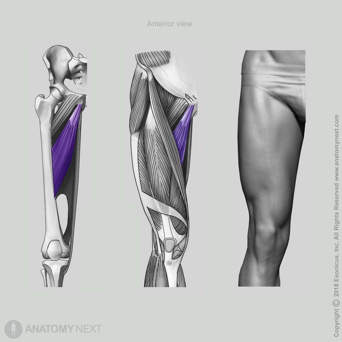 Adductor longus, Anterior view of adductor longus, Hip adductors, Adductor muscles of thigh, Thigh muscles, Medial compartment of thigh, Medial compartment muscles, Human leg, Human muscles