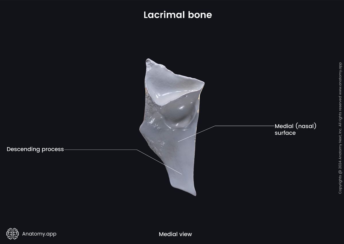 Head and neck, Skull, Viscerocranium, Facial skeleton, Lacrimal bone, Landmarks of lacrimal bone, Medial view