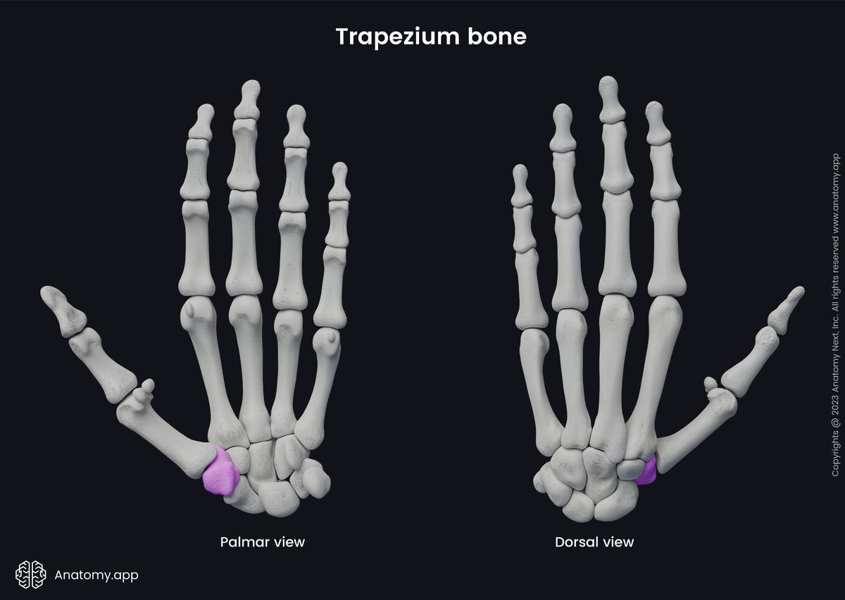 Upper limb, Upper extremity, Skeletal system, Hand bones, Carpals, Carpal bones, Trapezium, Human hand, Human skeleton, Bones of hand, Palmar view, Dorsal view