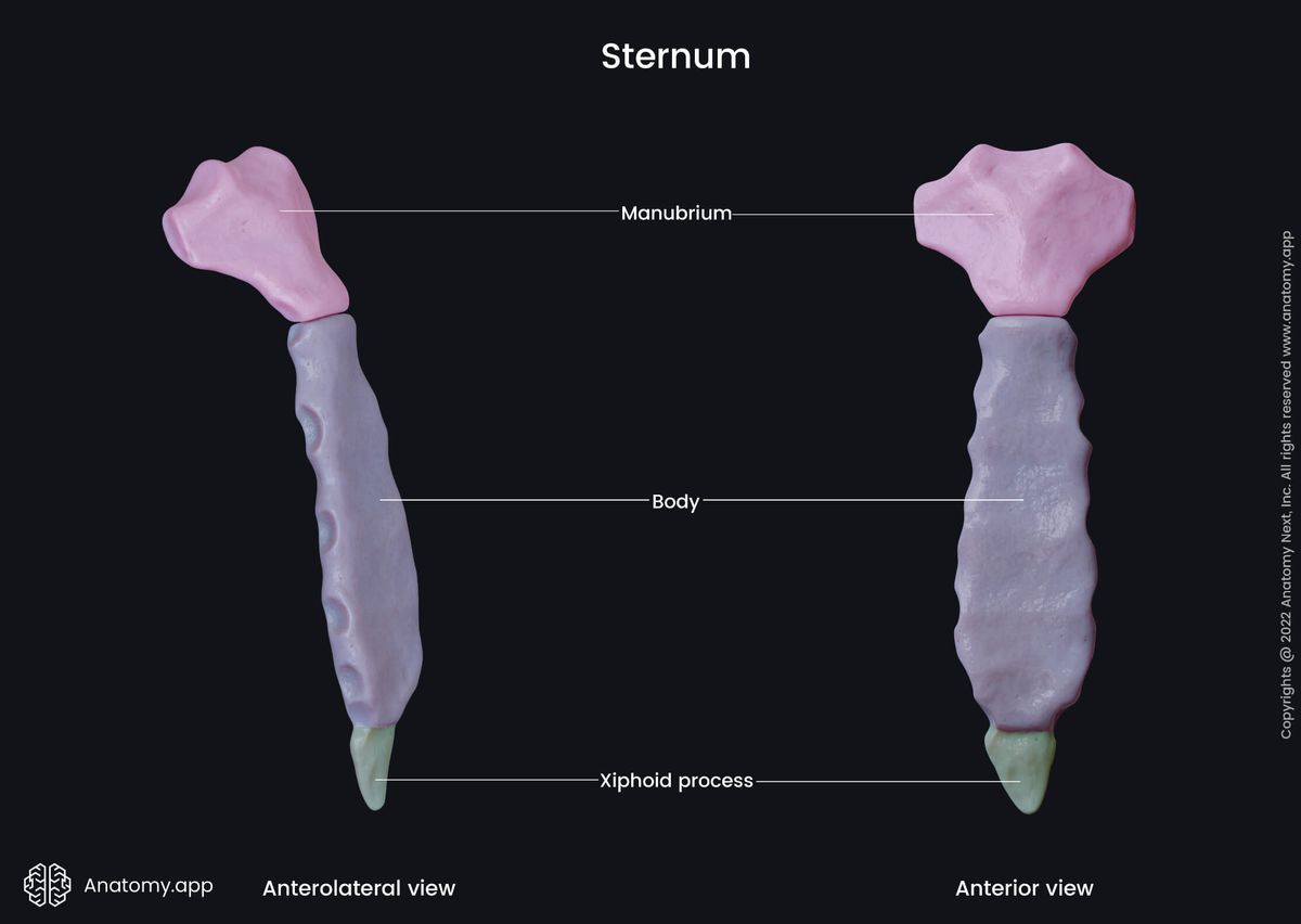 Sternum, Sternum parts, Manubrium sternum, Body of sternum, Xiphoid process of sternum, Skeleton of trunk, Rib cage