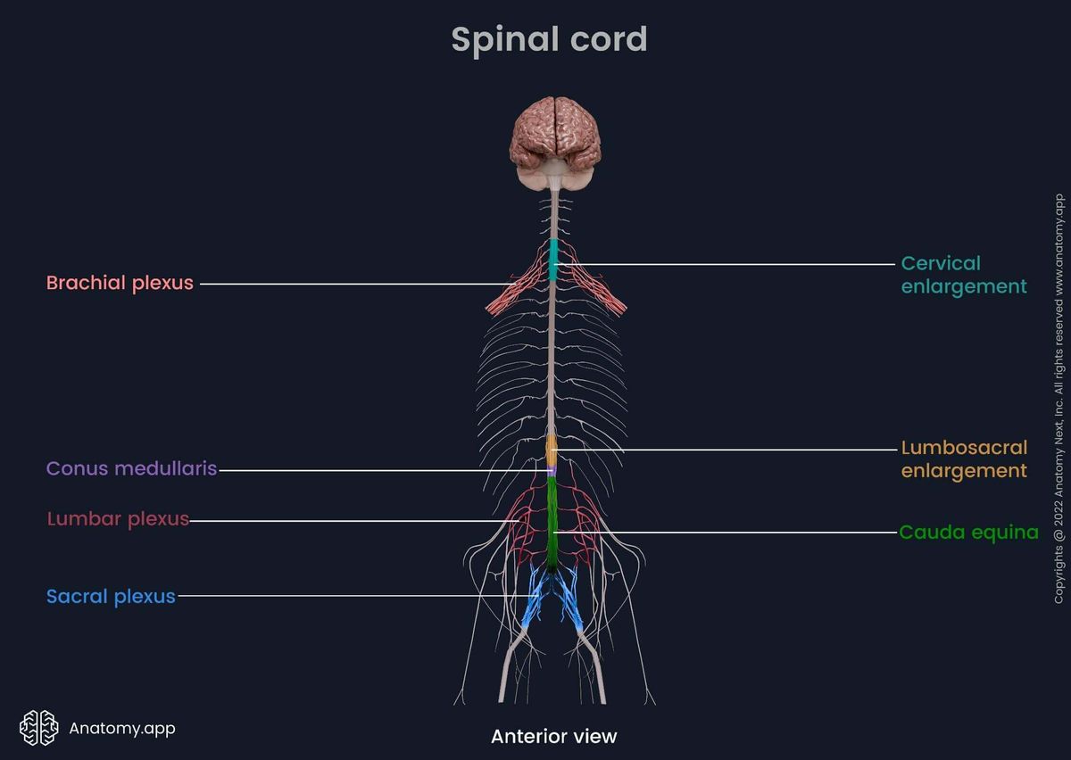 Spinal cord: enlargements (cervical, lumbar), conus medullaris, cauda equina