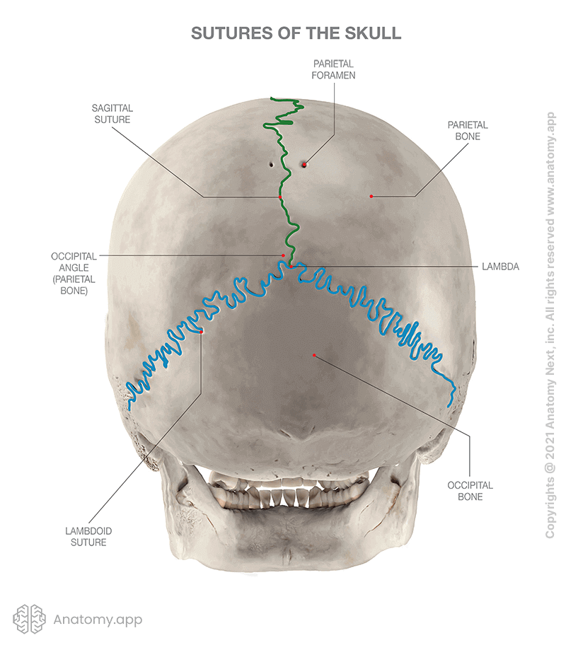 Sutures of skull, posterior view, sagittal suture, lambda, lambdoid suture, sutures of posterior skull