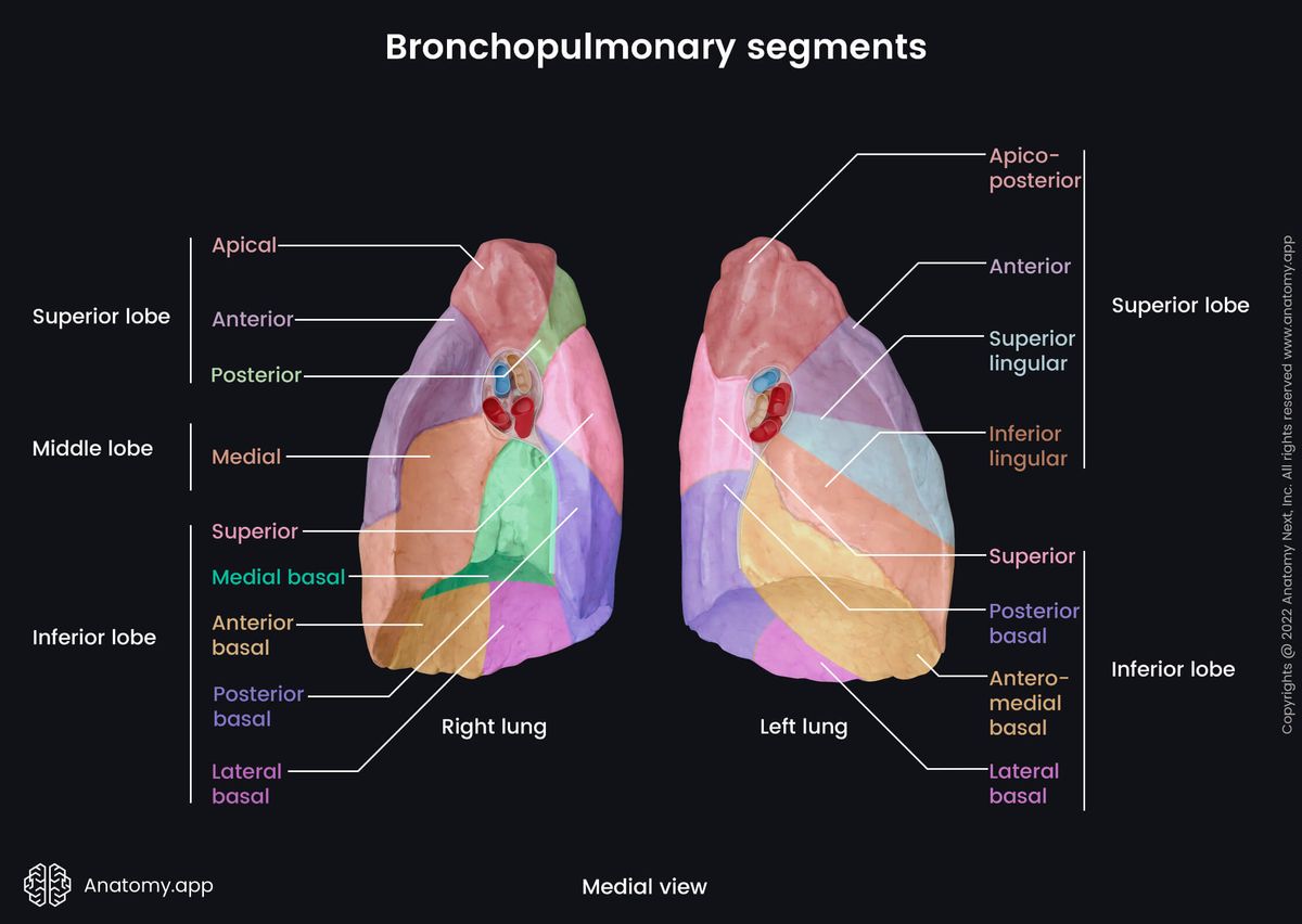 Lungs, Bronchopulmonary segments, Lobes, Hilum, Medial view