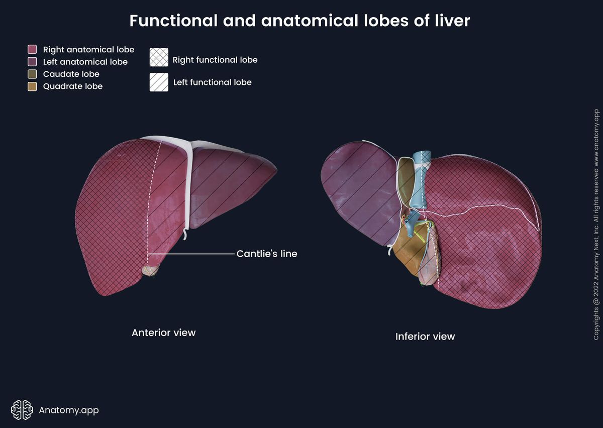 Liver, Diaphragmatic surface, Visceral surface, Anatomical lobes of liver, Liver lobes, Functional lobes of liver, Left lobe of liver, Right lobe of liver, Caudate lobe, Quadrate lobe, Left functional lobe of liver, Right functional lobe of liver, Human liver, Abdominal organs, Accessory organ of digestive tract, Accessory organ