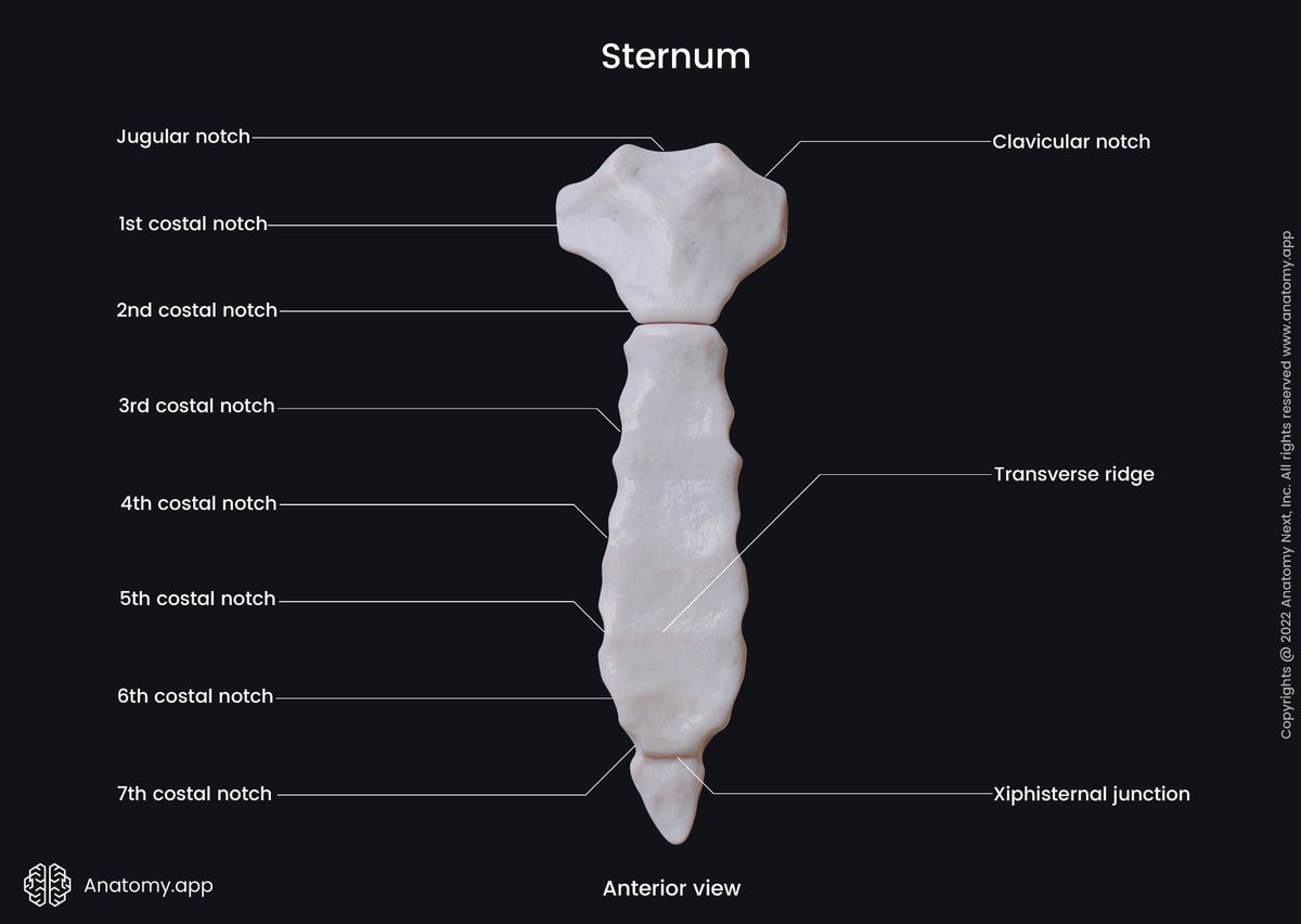 Sternum, Sternum landmarks, Skeleton of trunk, Rib cage, Sternal manubrium, Sternal body, Xiphoid process, Anterior view