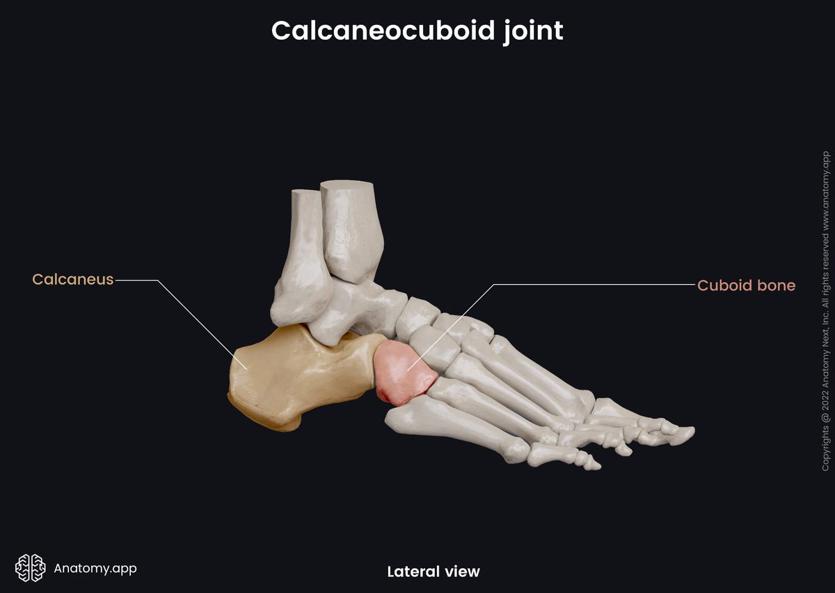 Calcaneocuboid joint, Tarsals, Tarsals colored, Cuboid, Calcaneus, Human foot, Foot skeleton, Foot bones, Lateral view