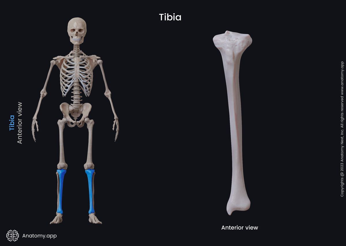 Tibia, Shinbone, Bones of lower leg, Skeleton of lower limb, Leg bones, Human skeleton, Anterior view of tibia