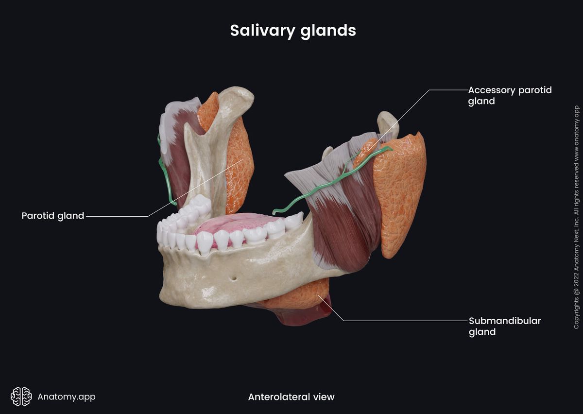 Major salivary glands, Parotid gland, Submandibular gland, Accessory parotid gland, Anterolateral view
