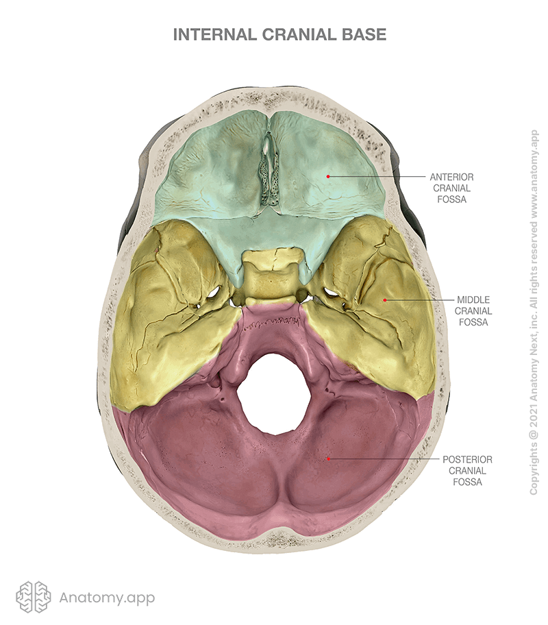 Internal cranial base, cranial fossae (anterior, middle, posterior)