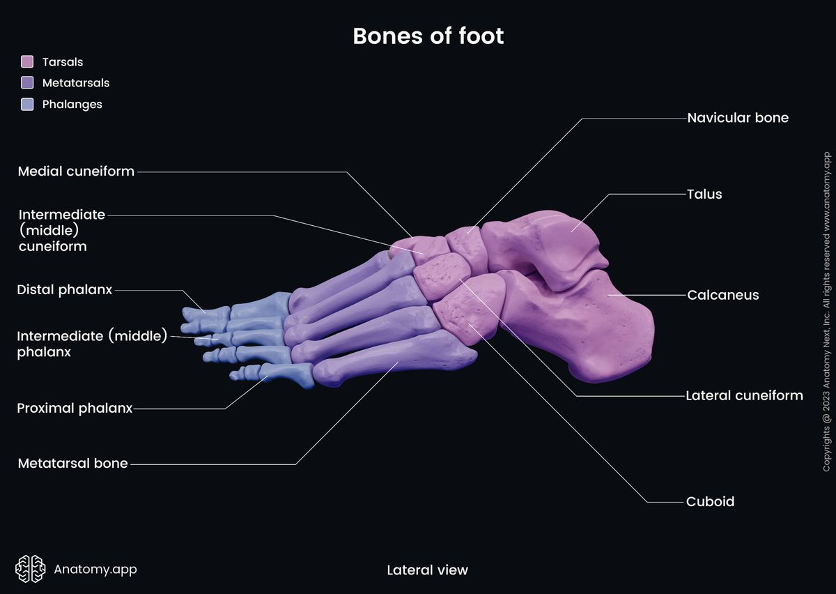 Human foot, Bones of foot, Foot skeleton, Tarsals, Talus, Calcaneus, Navicular bone, Cuneiforms, Lateral cuneiform, Medial cuneiform, Intermediate (middle) cuneiform, Cuboid, Metatarsals, Phalanges, Proximal phalanges, Intermediate (middle) phalanges, Distal phalanges, Lateral view of foot, Human skeleton, Skeleton of lower limb