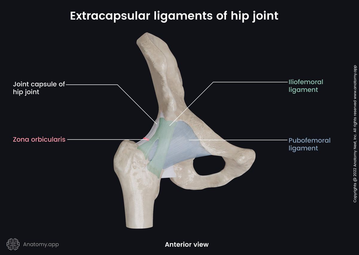 Hip joint, Extracapsular ligaments, Anterior view, Hip bone, Femur