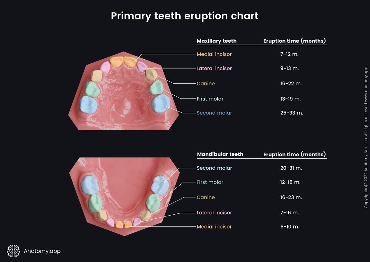 Baby teeth, Deciduous teeth, Primary dentition, Canines, Incisors, Molars, Eruption times, Mandibular teeth, Maxillary teeth